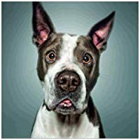Greatmin DIY 5d Diamond Painting, Crystal Rhinestone Embroi Embroidery Pictures Arts Craft for Home Wall Decor