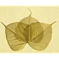 Gran oro esqueleto hojas (Pack de 100)&nbsp;&ndash;&nbsp;aprox. 4&nbsp;"(10&nbsp;cm)&nbsp;&ndash;&nbsp;Ideal para manualidades, tarjetas, etiquetas de regalo, &Aacute;lbumes de recortes, invitaciones de boda, decoraciones de mesa