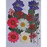 handi-kafu Mixed Daisy Larkspur Myosotis de hojas Real flores secas