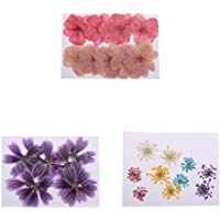 Sharplace 30 Unids de Flores Secos Llamativo Prensadas de Sakura Alcea Rosea Ammi Majus para Marcadores Hechos a Mano DIY