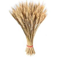 100 unids tallos de trigo seco para la decoraci&oacute;n Flores secas naturales Manojos Bundle Roldanas Rama Ramo Arreglos de oto&ntilde;o Florero Artesan&iacute;a Decorativa Mesa en casa Decoraciones del banquete de boda