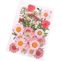 ZREAL Flor prensada mezclada Flores secas Naturales Naturales DIY Arte Decoraciones Florales colecci&oacute;n Regalo