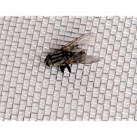 Inoxia Ltd - Malla de acero inoxidable para moscas - 30 cm x 30 cm