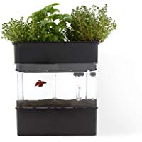 Sistema de Acuapon&iacute;a para la cr&iacute;a de Peces y Cultivo de Plantas