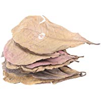 emourstm gigante Natural Catappa Leaf Betta hojas para Fish Tank Acuario mascotas, 12&nbsp;piezas