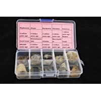 10pcs paleontol&oacute;gicos completa esp&eacute;cimen f&oacute;sil con transparente caja de pl&aacute;stico colecci&oacute;n Set