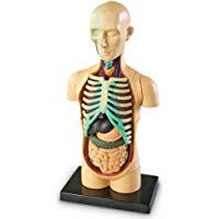 Modelo anat&oacute;mico de Learning Resouces - cuerpo humano