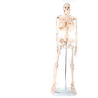 66FIT - Modelo anat&oacute;mico de esqueleto (85 cm)