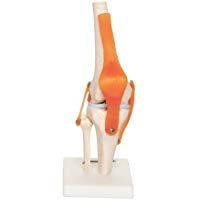 66Fit - Modelo anat&oacute;mico de articulaci&oacute;n de Rodilla