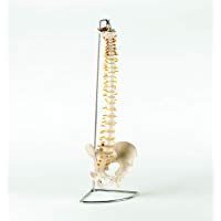 Patterson Medical - Columna vertebral flexible con pelvis