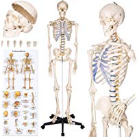 TecTake modelo m&Atilde;&copy;dico anat&Atilde;&sup3;mica esqueleto humano esquel&Atilde;&copy;tico 181cm