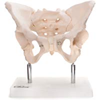 66FIT - Modelo anat&oacute;mico de pelvis femenina