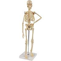 S24.1212 Mini esqueleto humano, 45cm