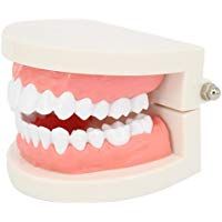 ROSENICE Modelo Dental Herramientas de dientes de ense&ntilde;anza
