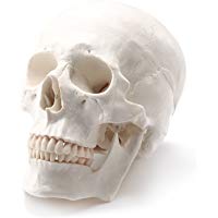 Mejores esqueletos-y-modelos-anatomicos