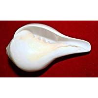 Blowing Conch Shell / Shankh Plain White