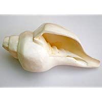 Blowing Conch Shell / Shankh