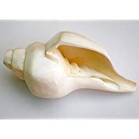 Indian Handicrafts Export Blowing Conch Shell/Shankh