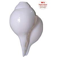 mejores caracolas
