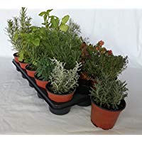 Mejores plantas-de-exterior