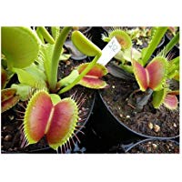 Mejores plantas-carnivoras