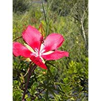 ScoutSeed HIBISCUS COCCINEUS 10 semillas Scarlet rose mallow Texas star Scarlet hibiscus