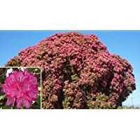 Portal Cool Las semillas del paquete: rododendro Arboreum - Rododendro arb&Atilde;&sup3;reo, 10 semillas