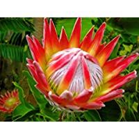 Portal Cool Paquete de semillas: Semillas Protea, 20 semillas