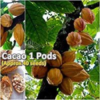Las semillas org&Atilde;&iexcl;nicas: Cacao Theobroma cacao 1 (Aproximadamente 40 semillas) rara ex&Atilde;&sup3;tica del Thai por Farmerly