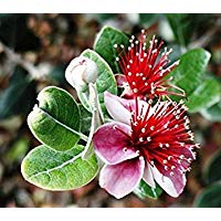 GEOPONICS Pino de guayaba, Feijoa ellowiana, semilla de 20 semillas