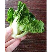 GEOPONICS Bok Choy extra O Pak Choi (1000 semillas) - Vegetales de la herencia, Org&Atilde;&iexcl;nica