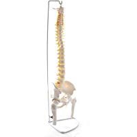 HeineScientific Modelo de columna vertebral con pelvis y f&eacute;mur