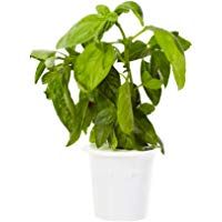 Click & Grow Refill 3-Pack for Smart Herb Garden