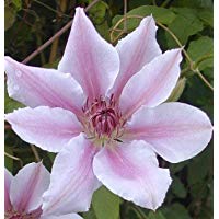 Clematis Clematis Nelly MOSER blanco con Rosa Rayas en el 3 Litros Maceta 80 -100 cm de alto