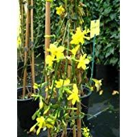 Aut&eacute;ntico Invierno JAZM&Iacute;N JASMINUM NUDIFLORUM 60cm alto en 2liter MACETA
