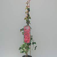 SALVAJE Vino Parthenocissus tricuspidata veitchii 100cm alto en 3 Litros Maceta