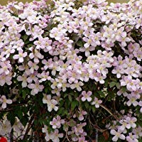 Clematis montana 'Rubens' - Planta perenne Planta trepadora