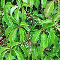 Salvaje Vino 'Engelmannii' - Crecimiento r&aacute;pido Planta trepadora de Native Plants