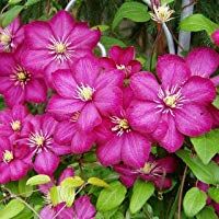 Clematis 'Ville de Lyon' - Planta trepadora para el jard&iacute;n