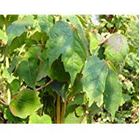 SILVESTRE Vino - Vid - Parthenocissus quinquefolia - planta trepadora, muy resistente fr&iacute;o, Brillante Rojo herbstf&auml;rbung, 40-60 cm