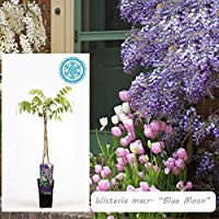 Inter Flower Jard&iacute;n Blauregen ,Japon&eacute;s Blauregen1 Planta Wisteria sinensis Blue Moon ,azul, Planta trepadora, Resistente fr&iacute;o, Planta de jard&iacute;n