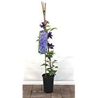 Clematis plantas trepadoras 40-100cm topfgewachsen, varios tipos / COLORES