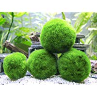 Mejores plantas-para-acuarios