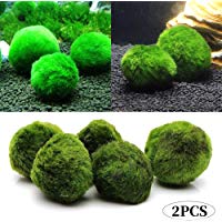 Romote 2pcs 3-4 cm Marimo Moss Bolas Vivo Acuario Plant Algas Pescado camarones Tanque Ornamento