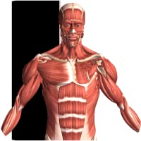 Los mejores  - Visual Anatomy
