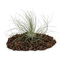mejores cactus-y-suculentas