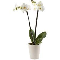 mejores orquideas