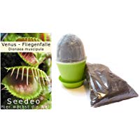 mejores Kits de germinación mejores kits-de-germinacion